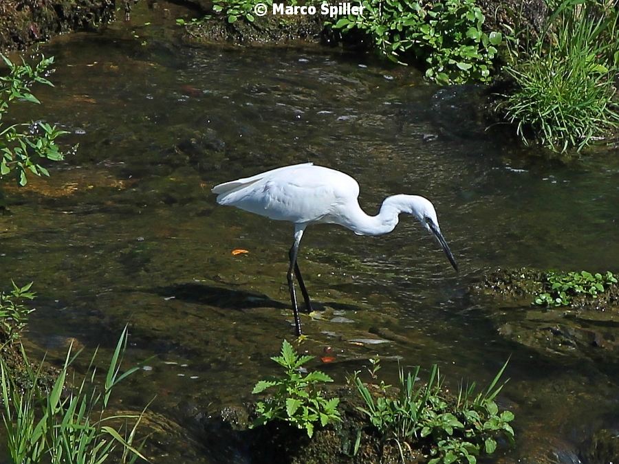 Egretta garzetta